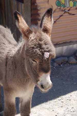 baby burro